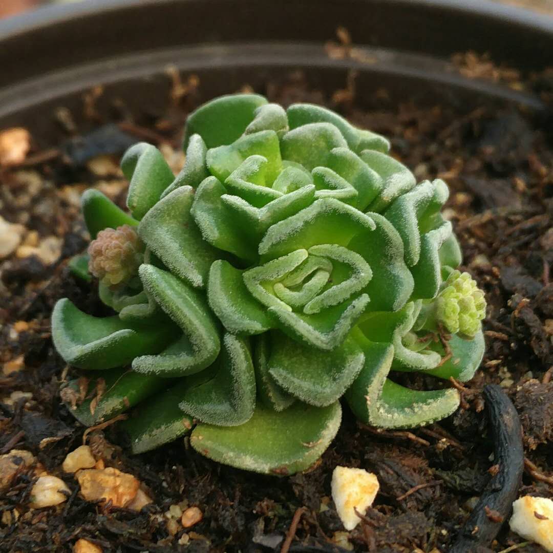 漂流岛多肉植物青锁龙属稀有一物一拍2月中旬更新正版满58包邮