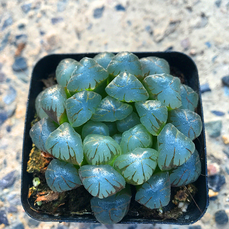 多肉植物十二卷潘氏龙珠玉露满额包邮多肉故事馆品种盆栽