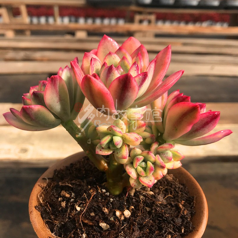 植物满额包邮多肉小叮当防辐射花卉室内阳台窗台多肉植物