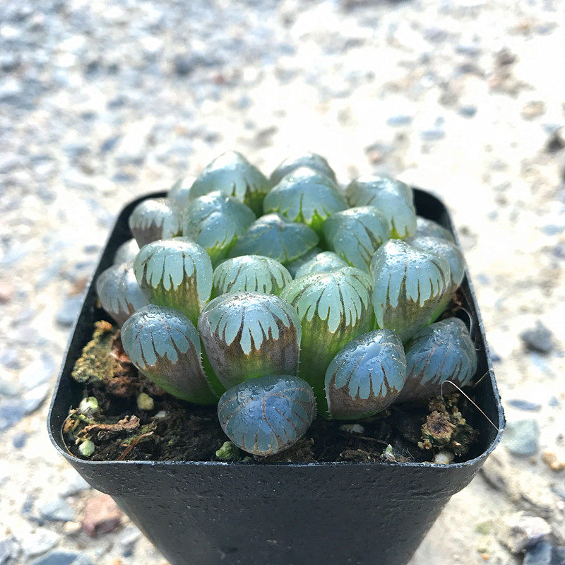 多肉植物十二卷潘氏龙珠玉露满额包邮多肉故事馆品种盆栽