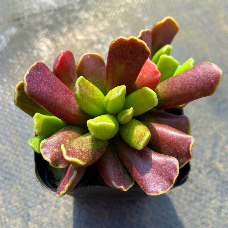 多肉植物库柏水泡天锦章奇趣品种云南直发阳台多肉植物