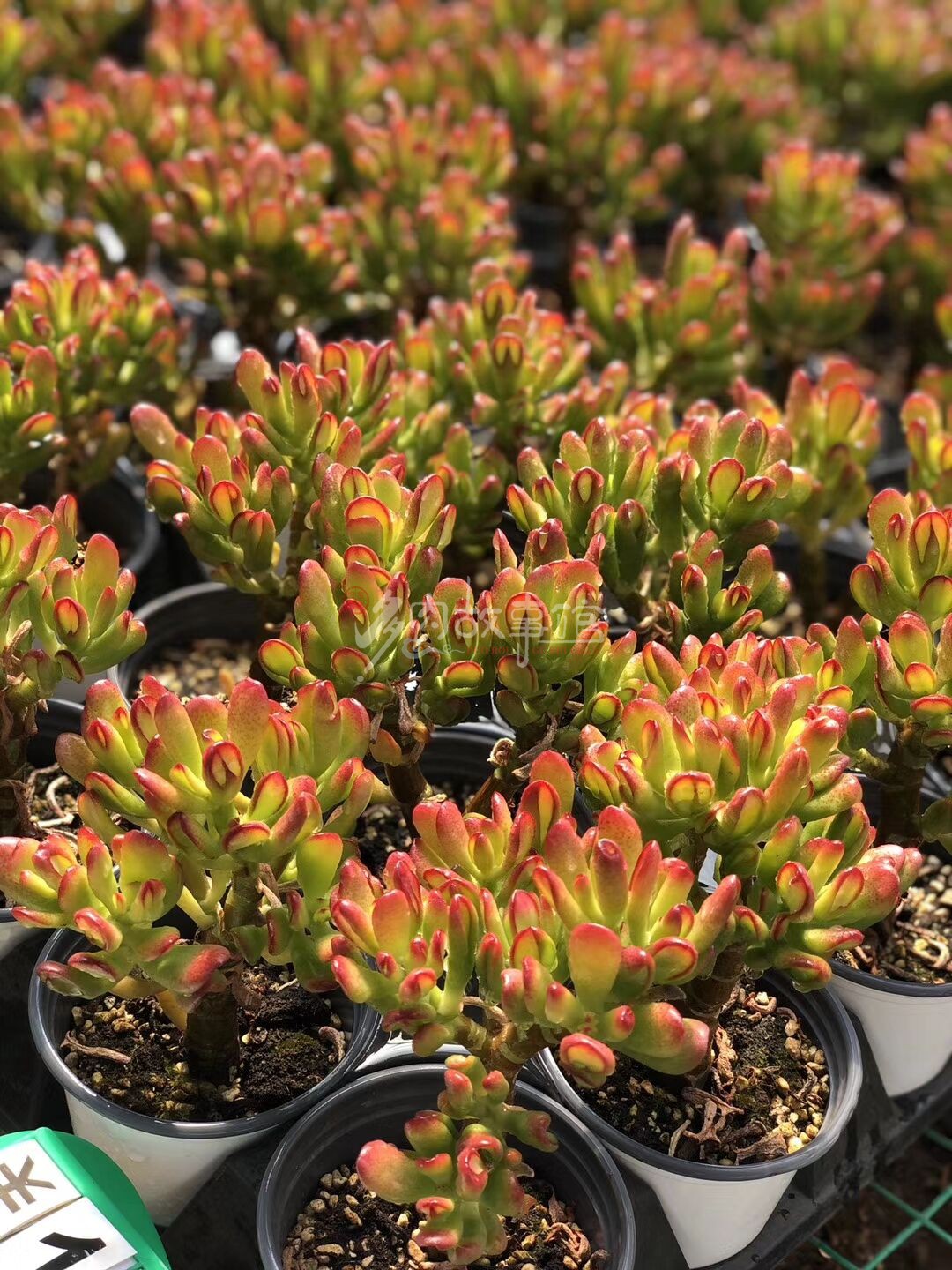 满额包邮多肉植物招财猫自然无砍昆明开挂塑料盆多肉植物