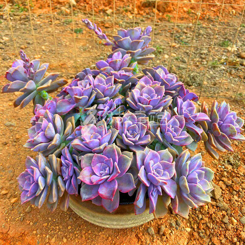 巨型超大紫乐老桩多肉植物多头头大精品盆栽多肉植物