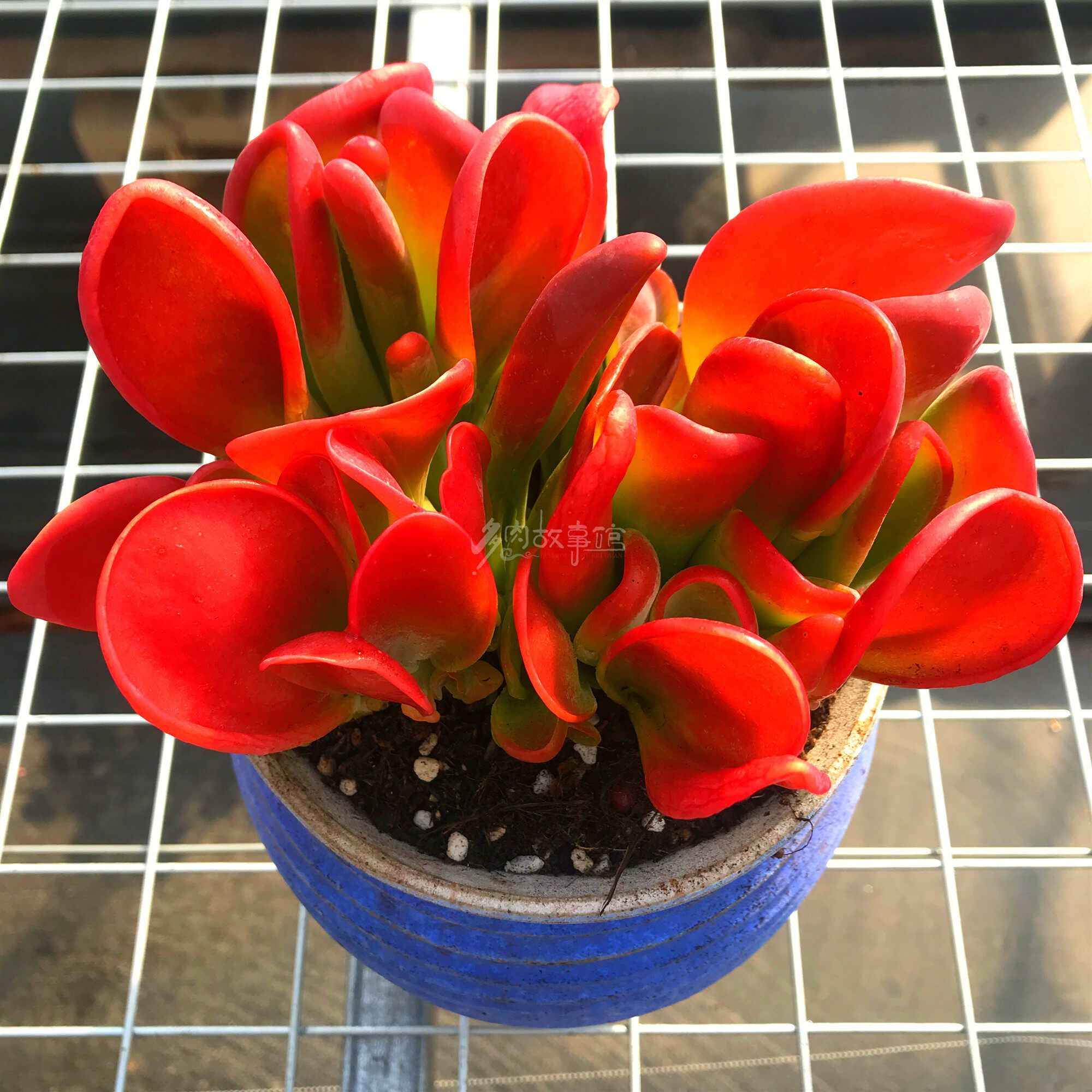 满额包邮多大盆狐狸红色萌肉状态精品多肉植物