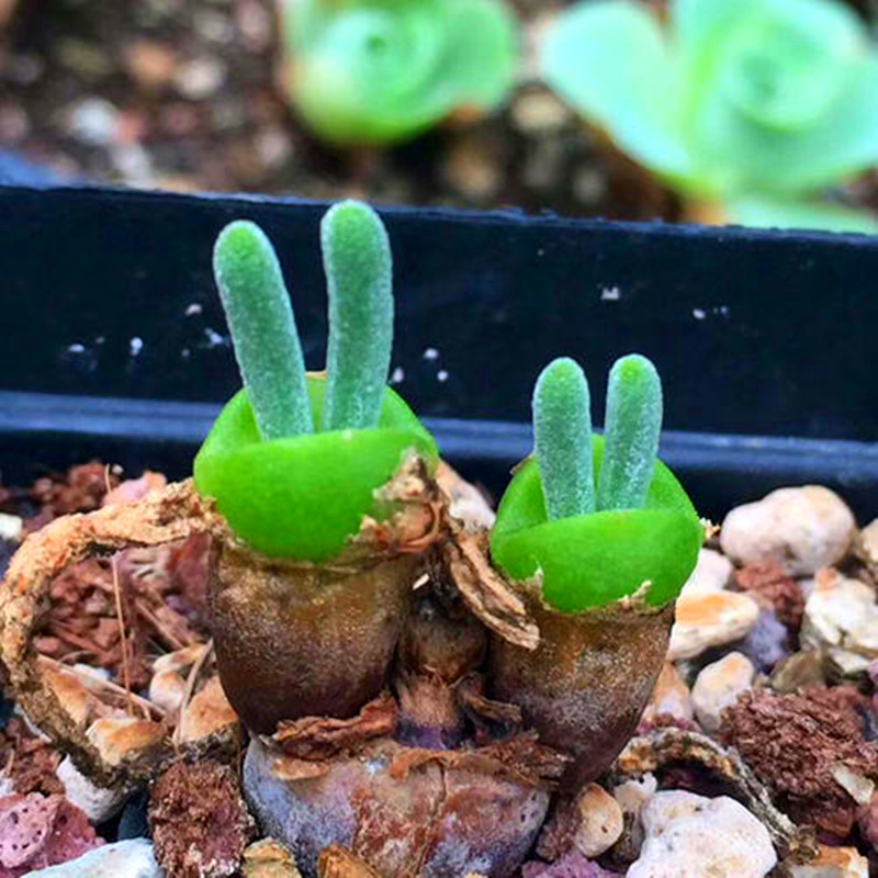 多肉植物碧光光环小兔子稀少品种超萌超可爱带多肉植物