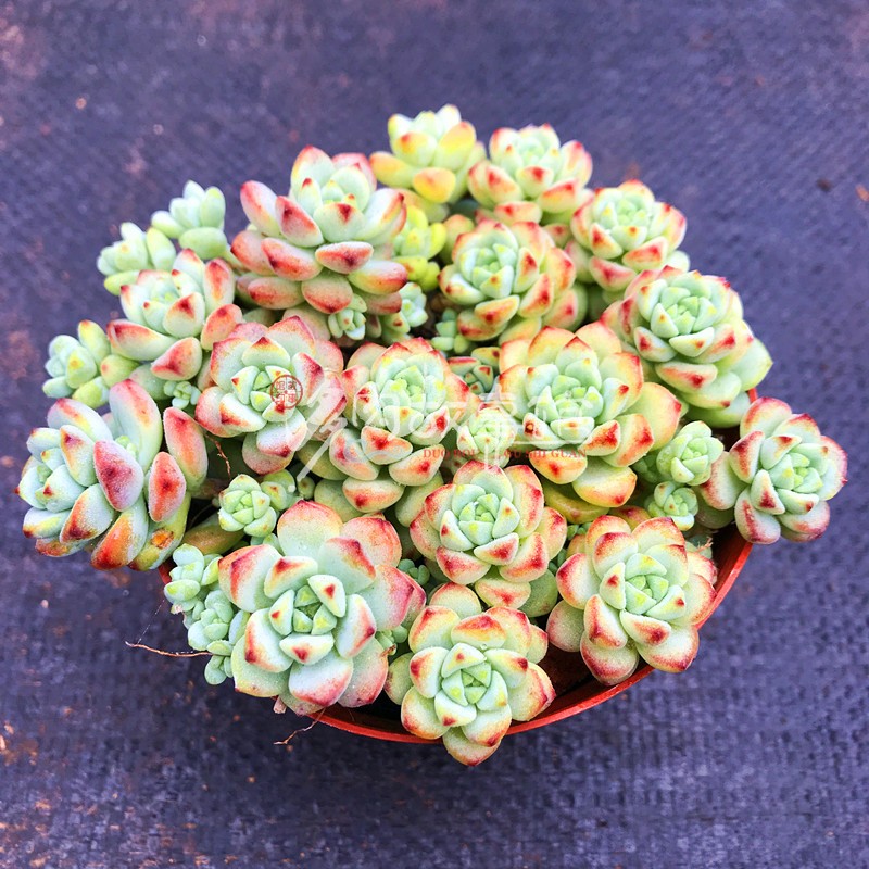 满额包邮多焦糖精灵新手好养小萌肉含盆阳台庭院多肉植物