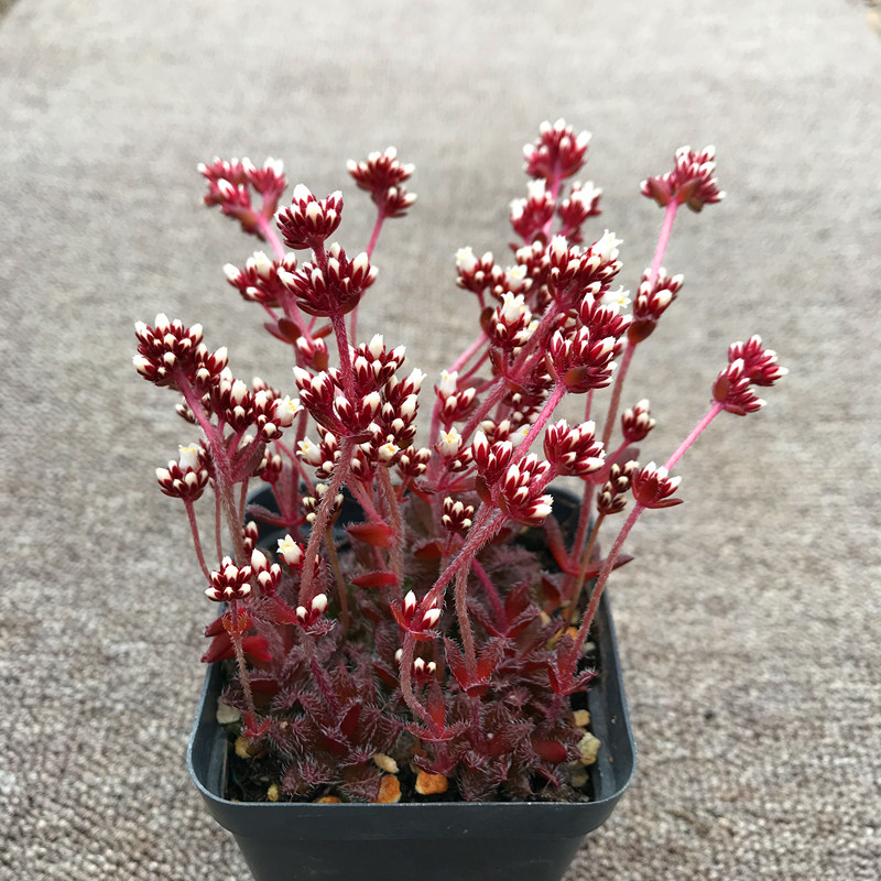 满额包邮/多肉植物【毛海星/毛牡丹】即将开花容易爆盆阳台精品