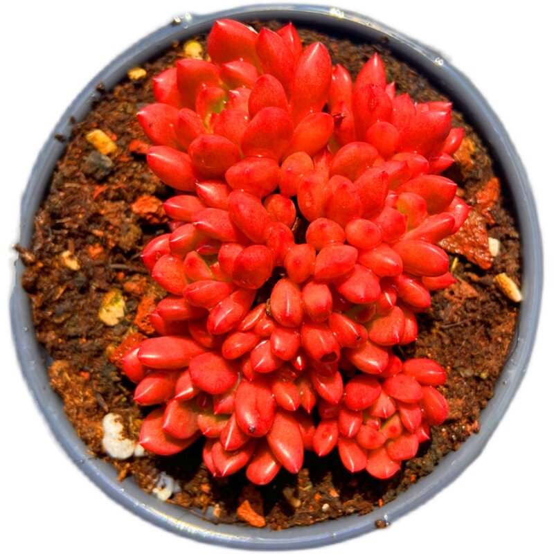 多肉颜色甲醛阳台窗台趣味红颜植物非常状态多肉植物