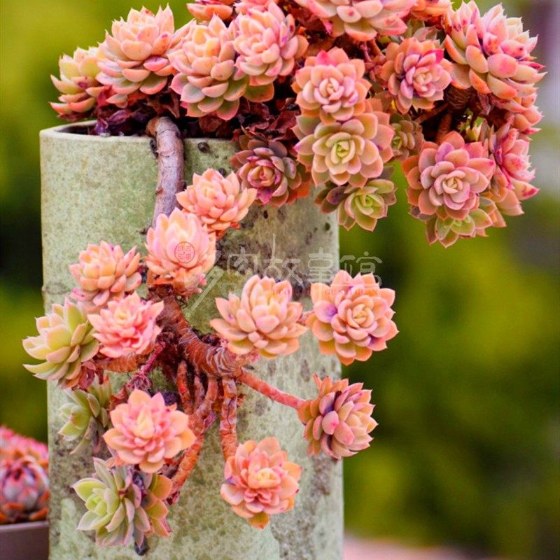 多肉植物红鹤丝绸面纱多头老桩盆栽大盆美观多肉植物