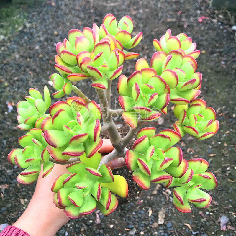 满额包邮多肉植物达摩宝珠老桩昆明开挂区塑料盆多肉植物