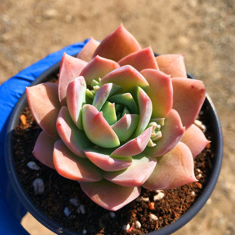 包邮多木樨甜心果冻粉色色系小萌肉含盆土栽防辐射多肉植物