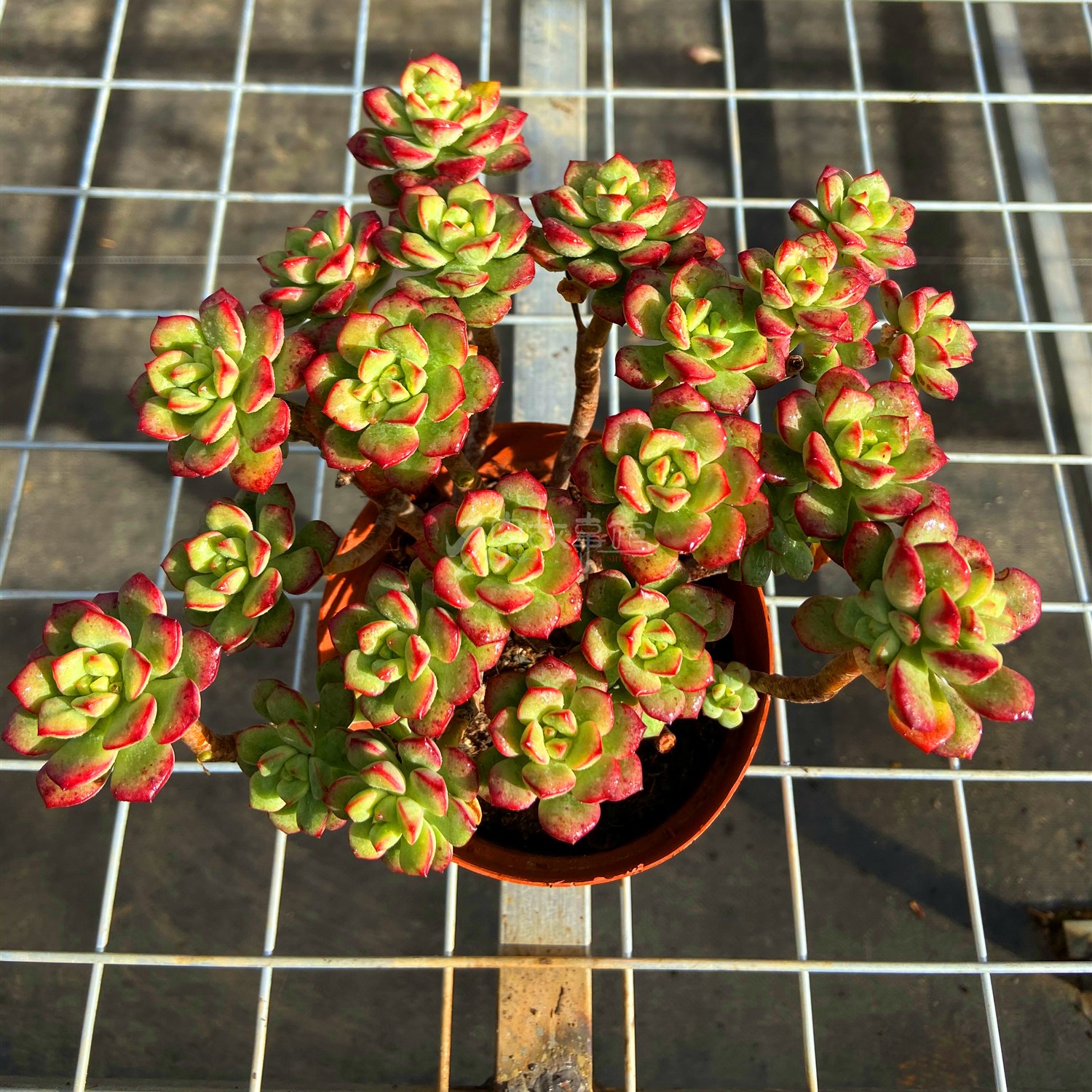 满额包邮多肉植物探戈老桩庭院组合昆明开挂区多肉植物