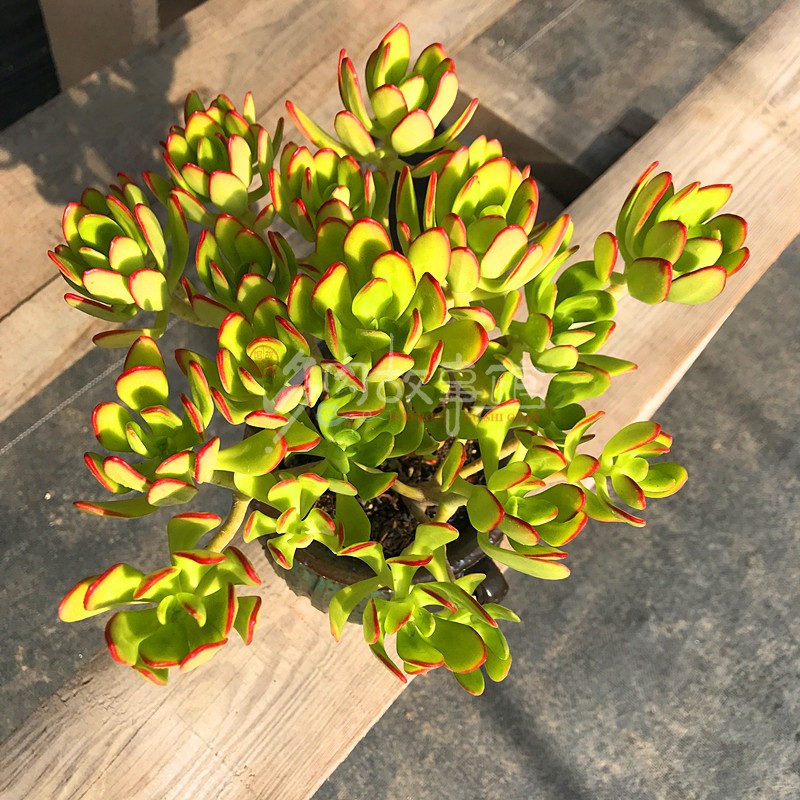 宝珠满额包邮多肉植物西瓜老桩西红柿颜色艳丽多肉植物