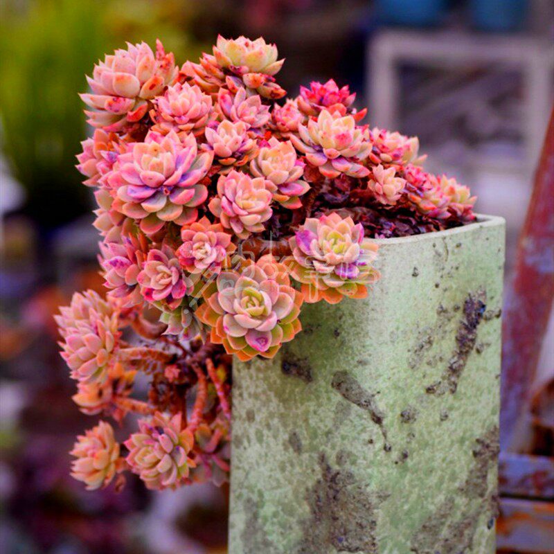 多肉植物红鹤丝绸面纱多头老桩盆栽大盆美观多肉植物