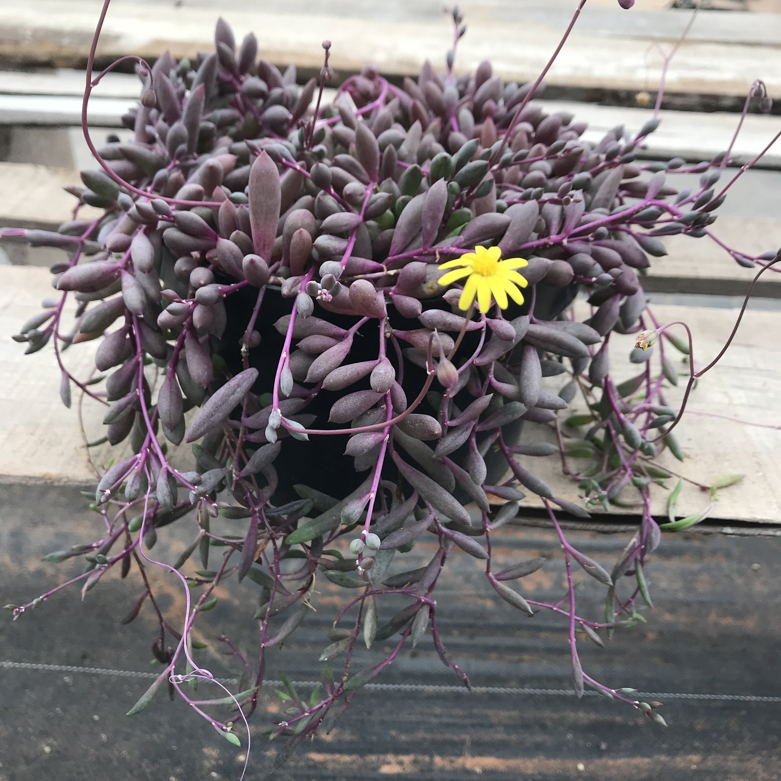 多肉植物玄月大盆紫葡萄状态开花型室内庭院精品绿植