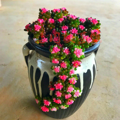 包邮多肉植物 红心彩色浆果锦 栽好发货易服盆好养阳台桌面防辐射