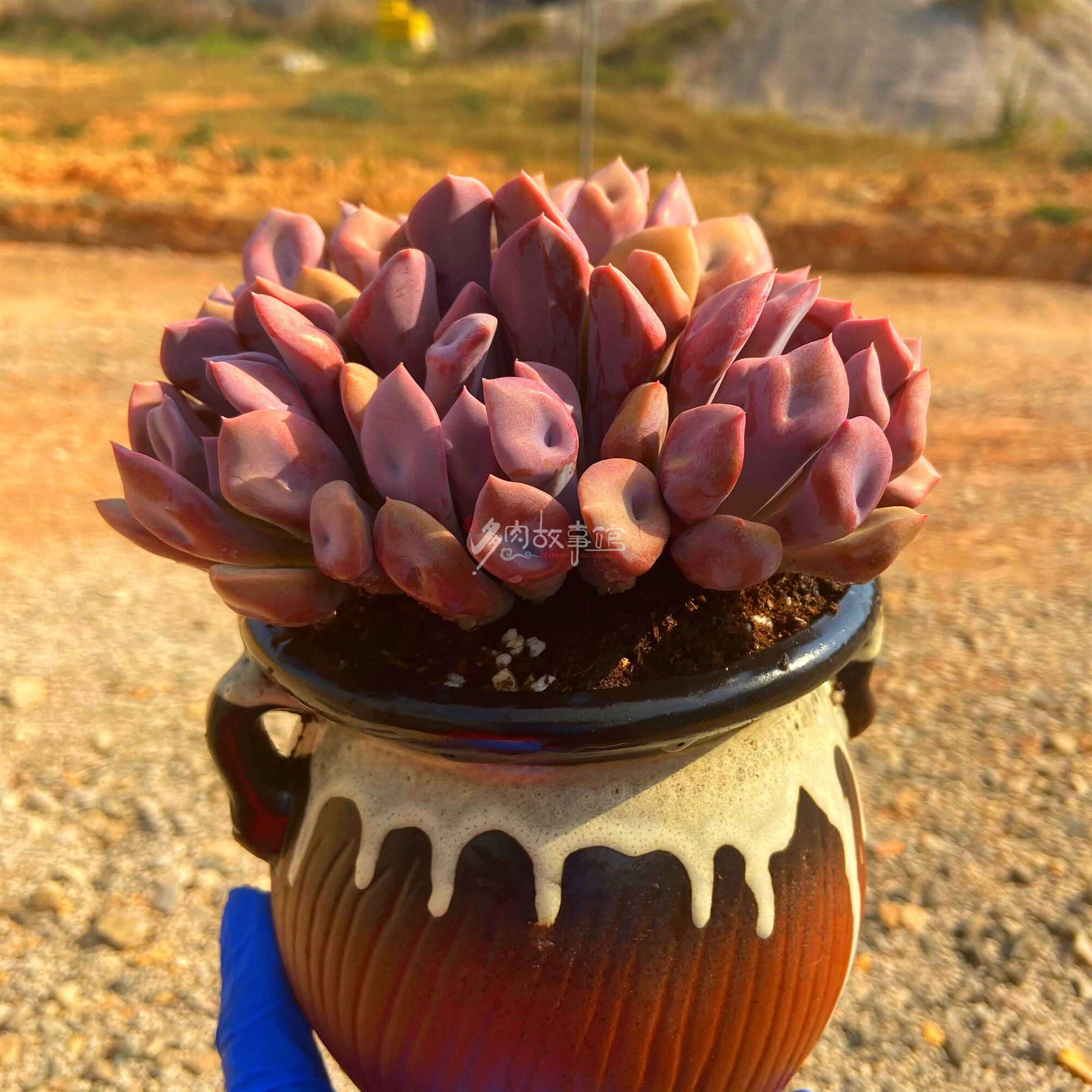 丘比特大群多肉超大颗会开花花的阳台庭院防辐射多肉植物