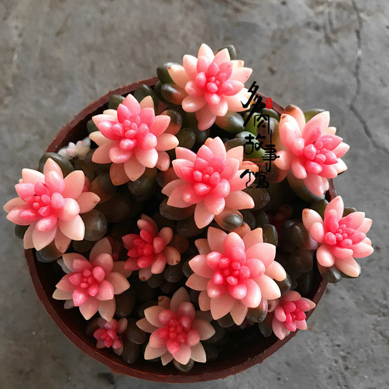 满额包邮多故事粉色赤豆稀罕品种新手四季好养多肉植物