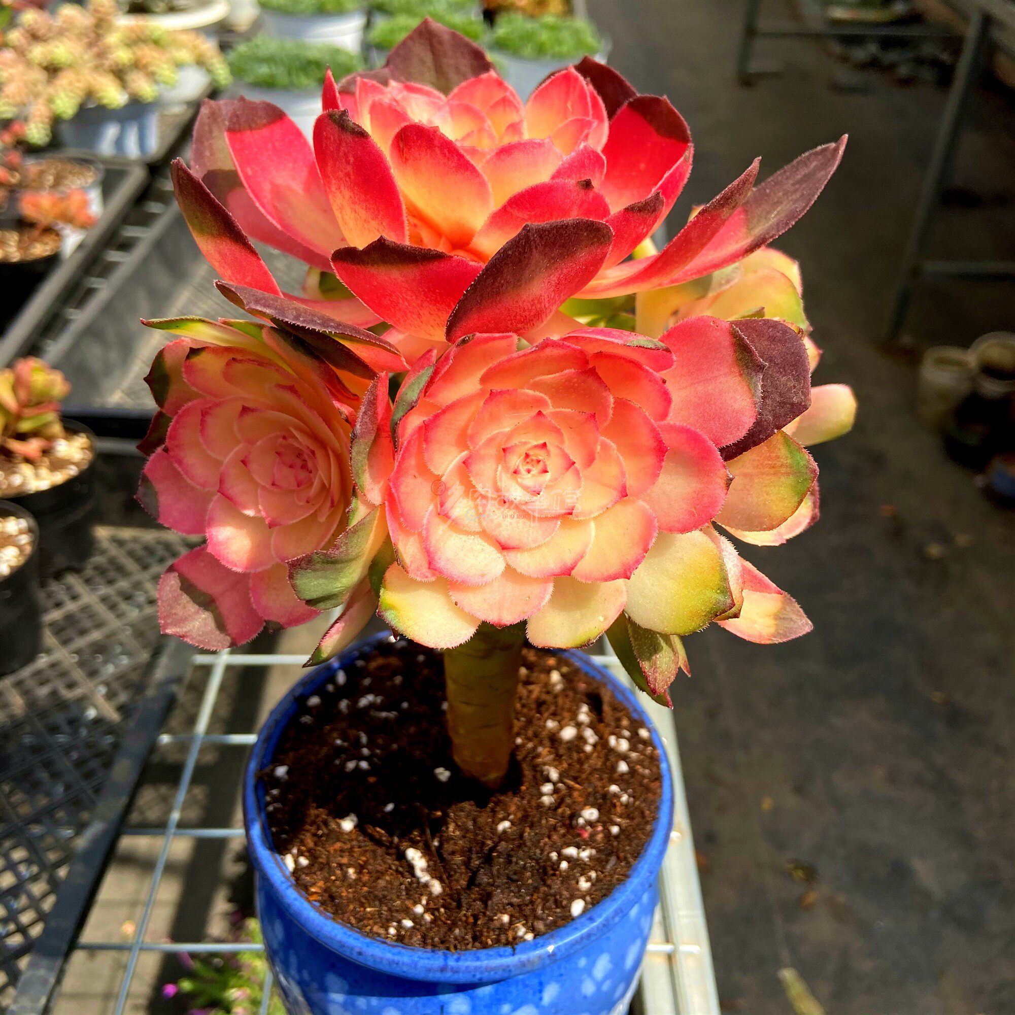 满额包邮多粉色法师多头老桩超大颗含盆土带稀少多肉植物