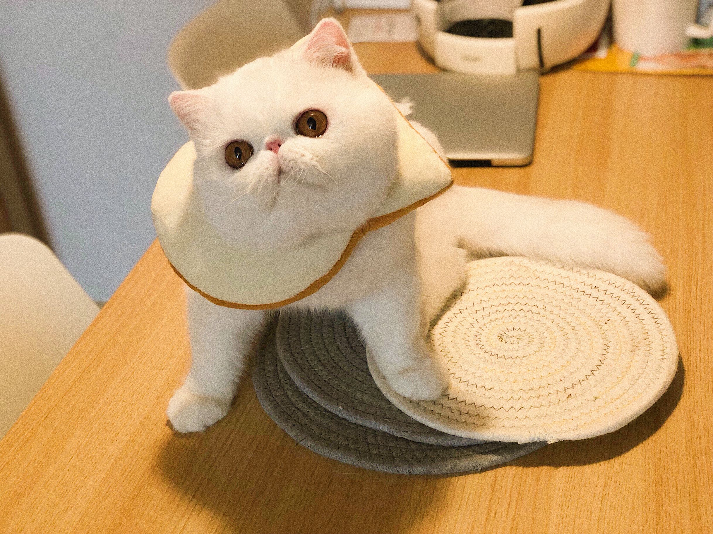 猫咪用品伊丽莎白圈幼猫成猫狗面包头套围巾吐司围巾