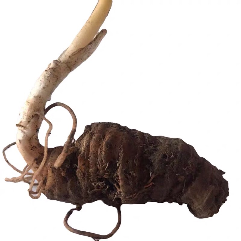 重楼花粉一枝七叶滇重楼南华云南药材种莲独角绿植