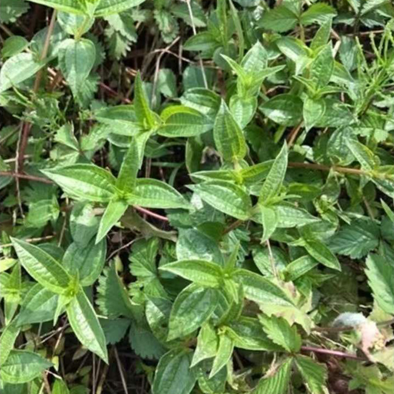 雾水葛根糯米藤根捆仙咄脓草药纯根500g包邮其他药食同源食品