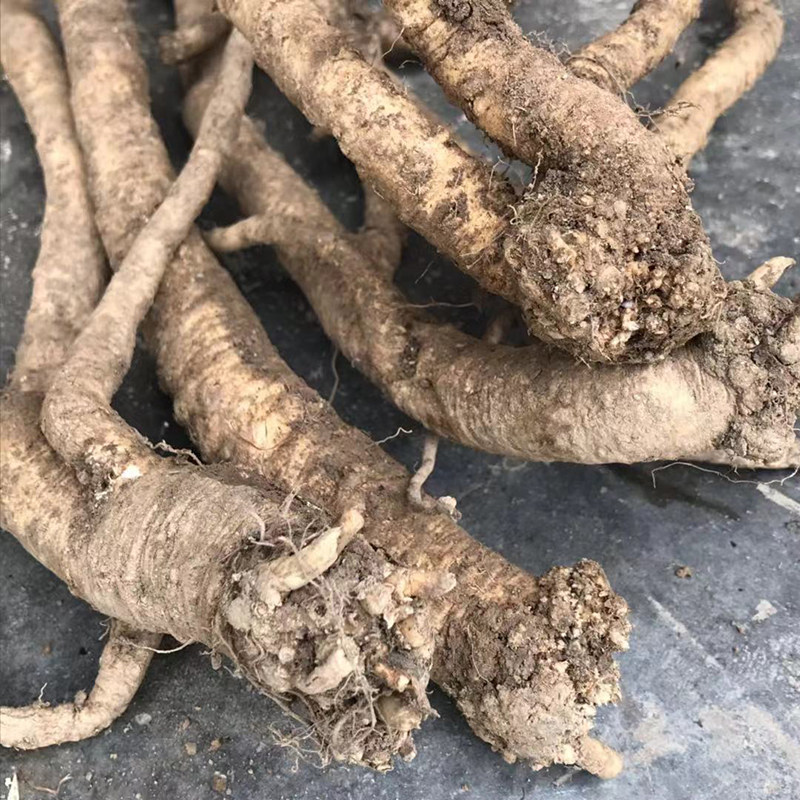 党参新鲜野生四川平武现挖纹潞土湿中药材滋补党参