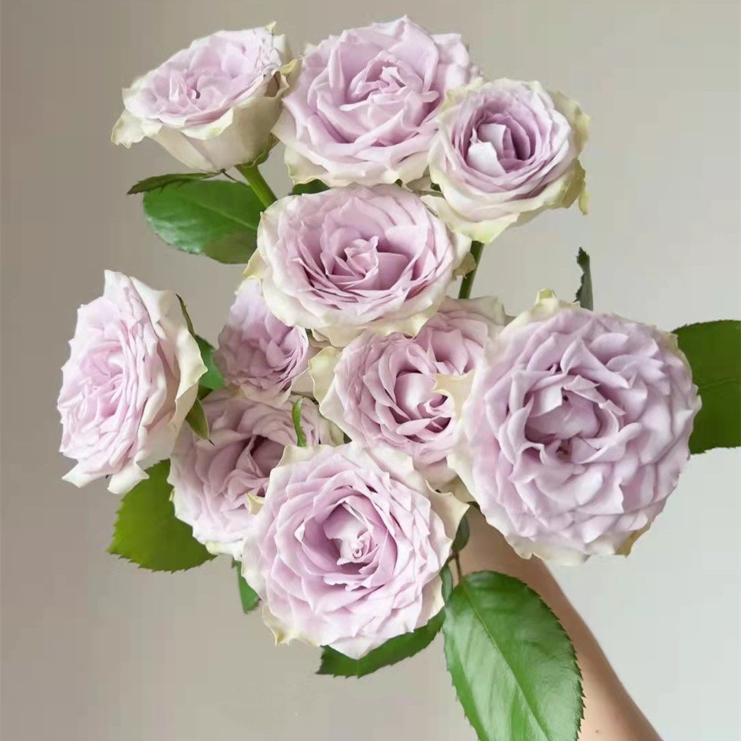 同城严选必达鲜花速递昆明国产紫色玫瑰花海洋之心10支鲜花速递(同城)