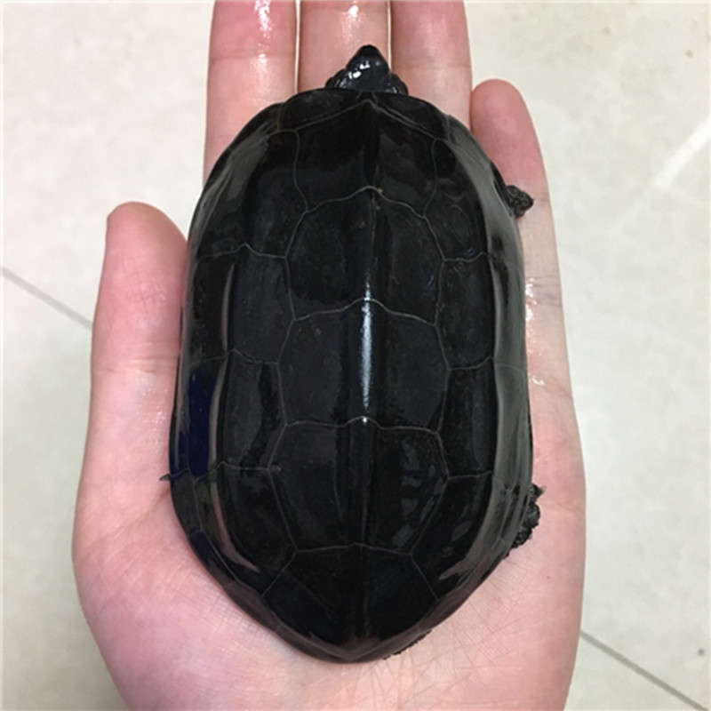 金线正宗纯种苏北龟苗活体中华小乌龟墨龟巴西龟