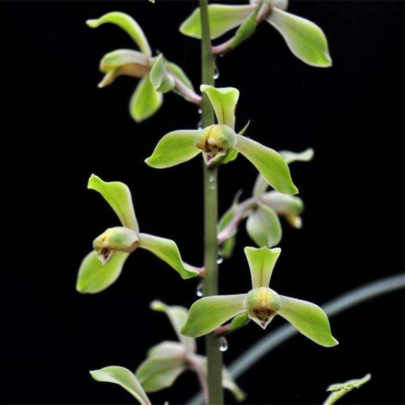 正品品种兰花花苗蕙兰解佩梅梅瓣经典浓香香型时令草本花卉