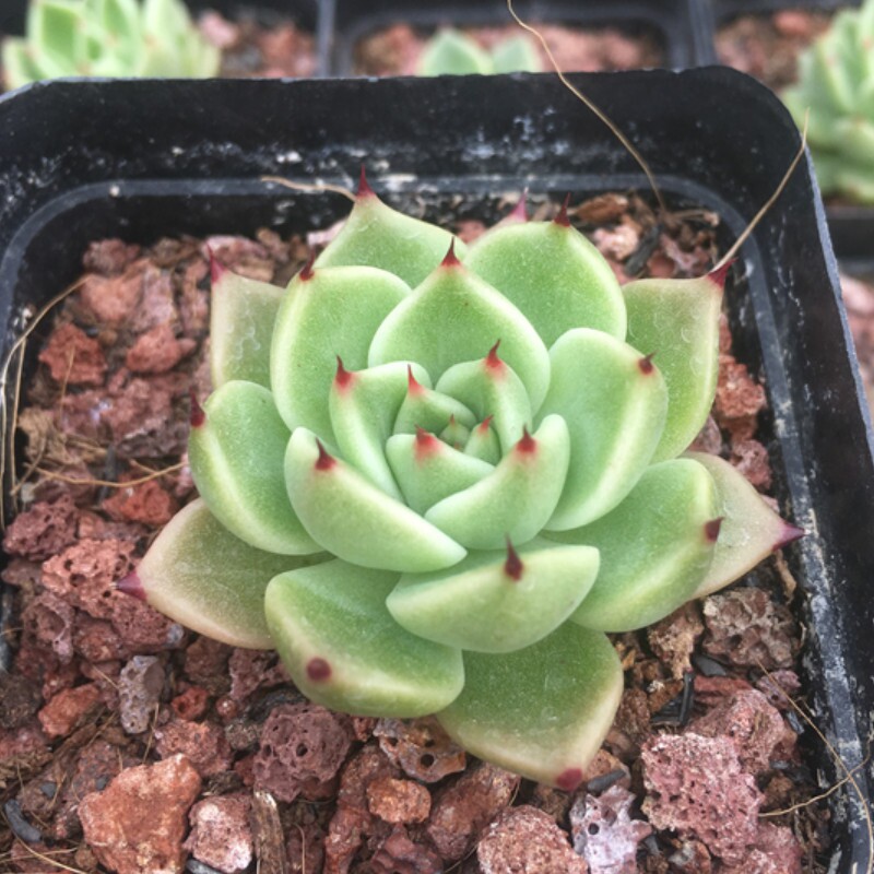 万圣夜圣夜多肉植物正版韩国进口多肉植物