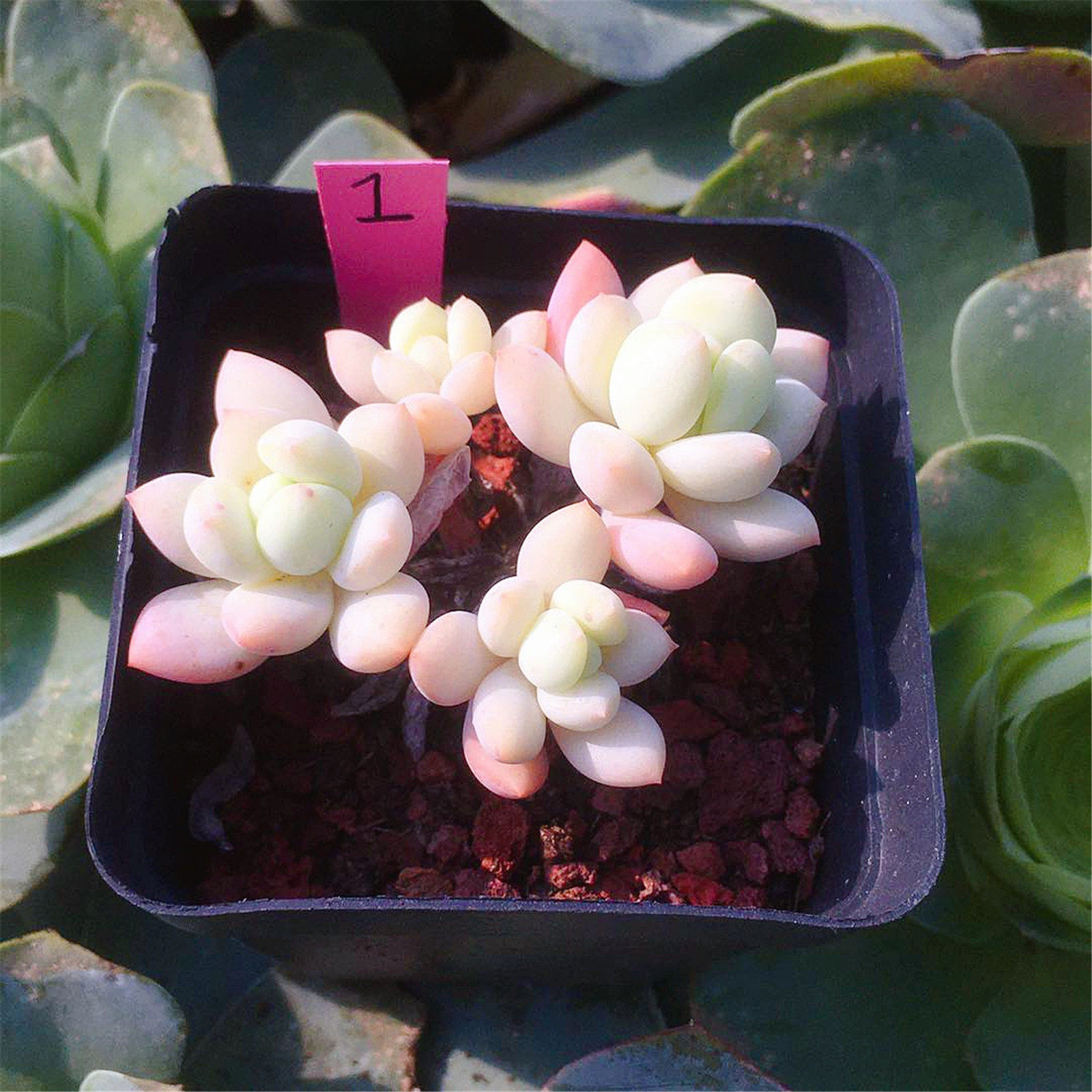 白马多肉植物正版韩国进口一物一拍68包邮多肉植物