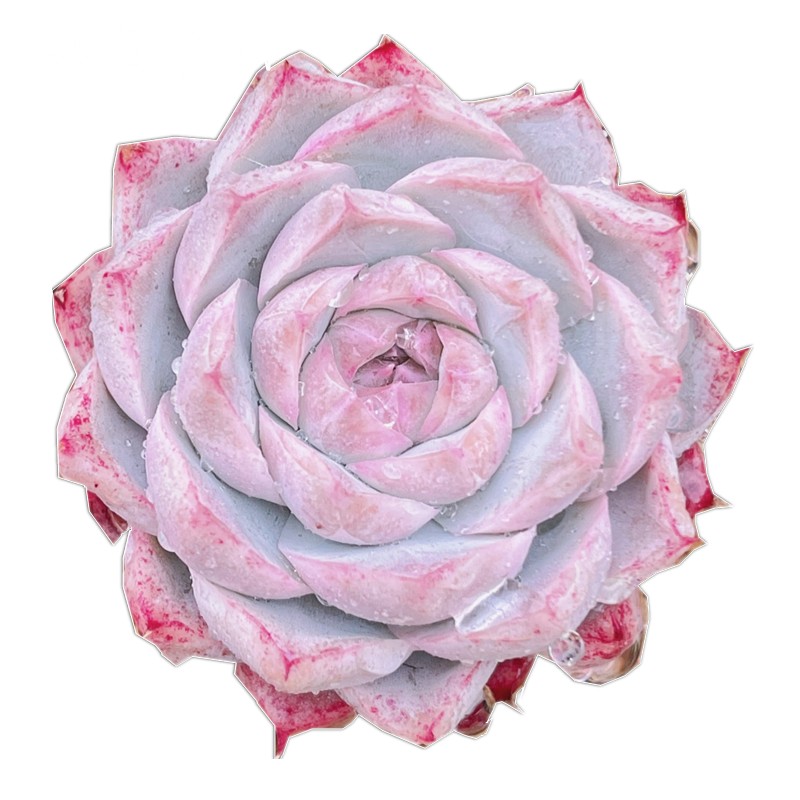 女王玫瑰潘多拉玫瑰花白体边线绿体多肉植物每晚多肉植物