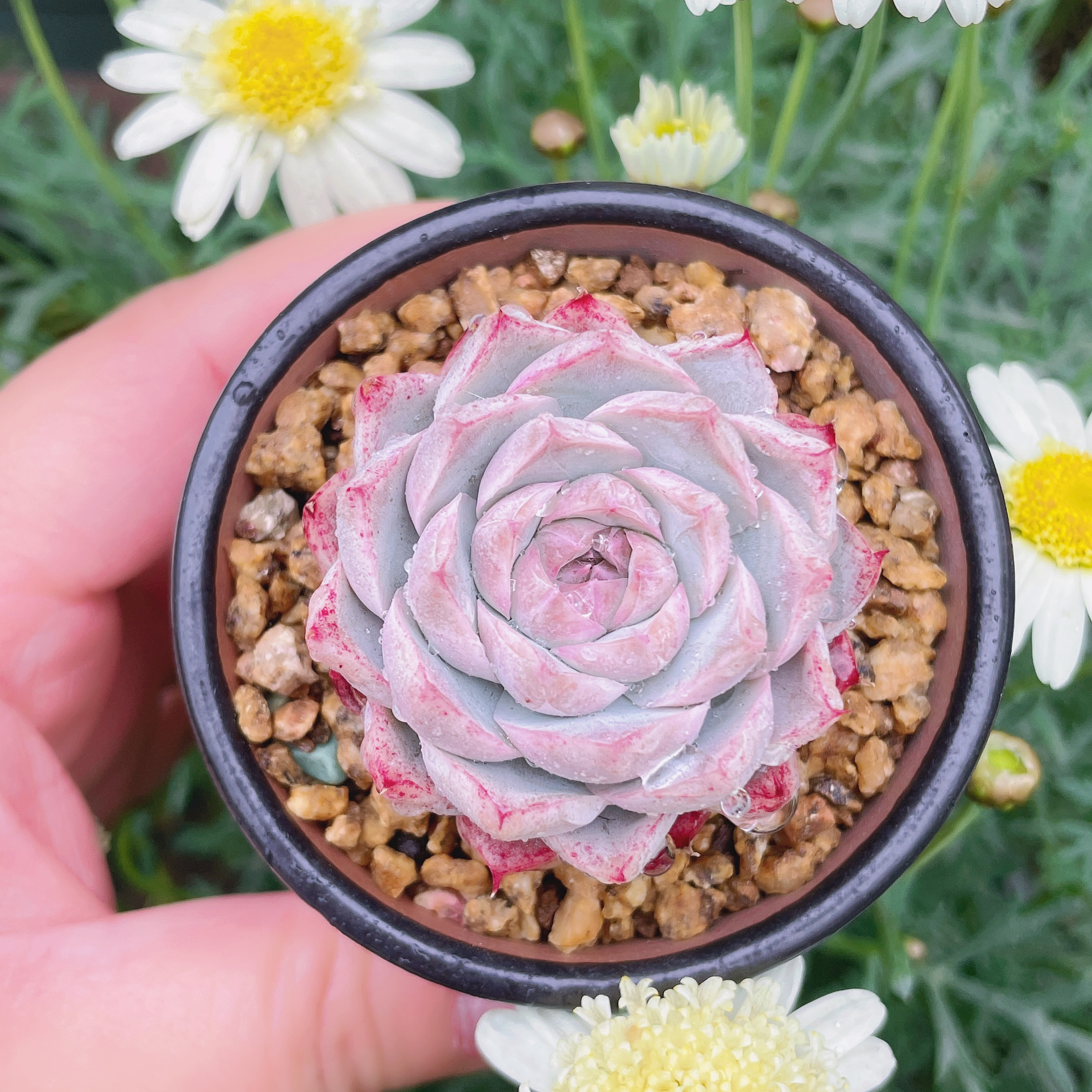 女王玫瑰潘多拉玫瑰花白体边线绿体多肉植物每晚多肉植物