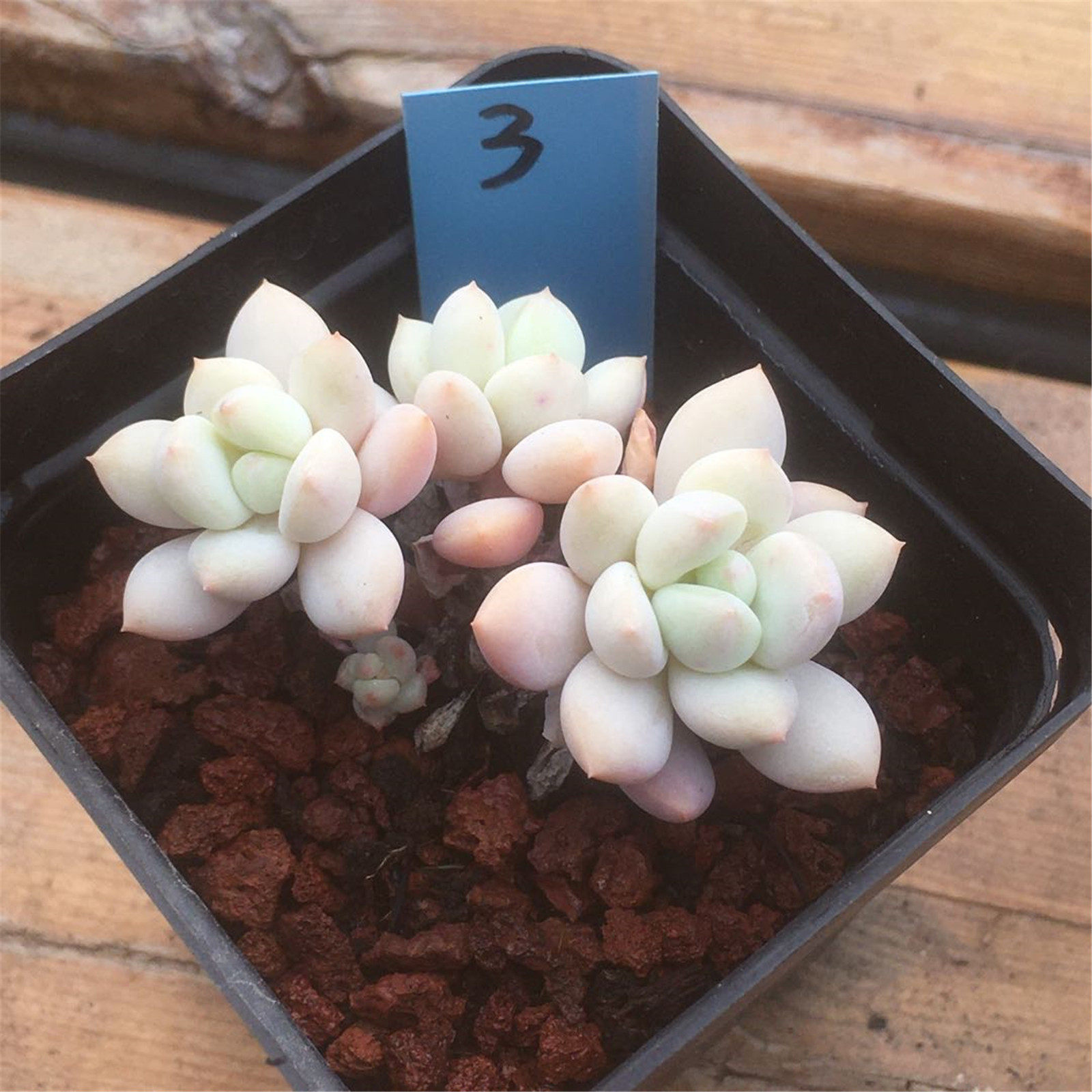 白马多肉植物正版韩国进口一物一拍68包邮多肉植物