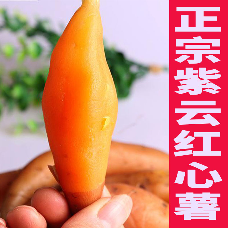 红薯紫云红心新鲜小个手指番薯迷你地瓜小香番薯
