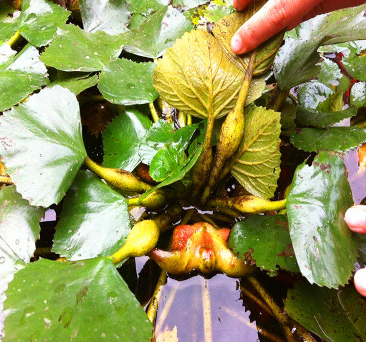 菱角新鲜微山湖菱米野生2包邮菱角