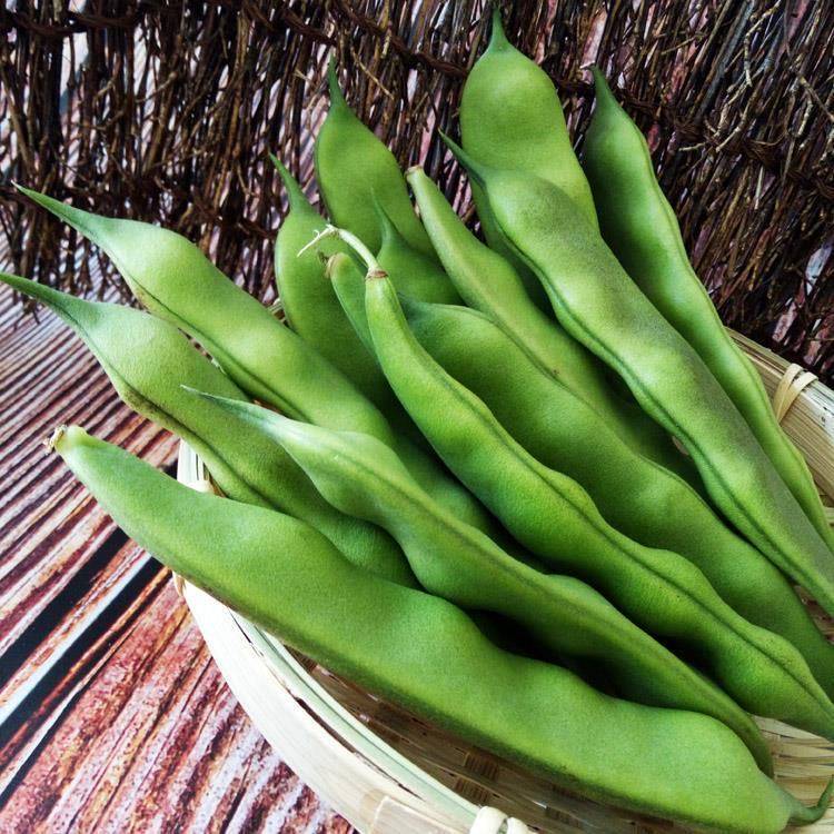 豆角黑土地大熊猫梨树特产东北新鲜九月开锅有型新鲜豆类