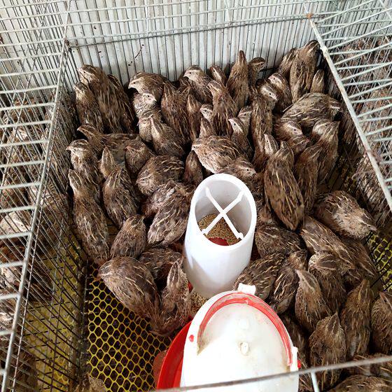 鹌鹑活体天天下蛋阳台宠物黄羽沙维养鸡种活鸟