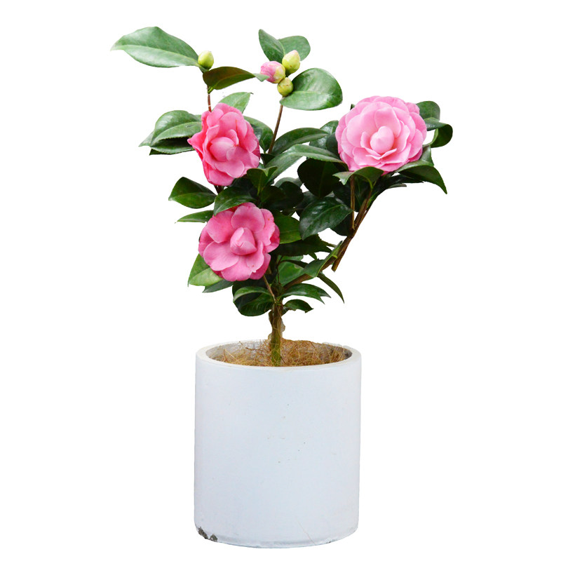 美人艳牛西奥雕石粉色稀有名贵山茶花树苗盆栽时令草本花卉