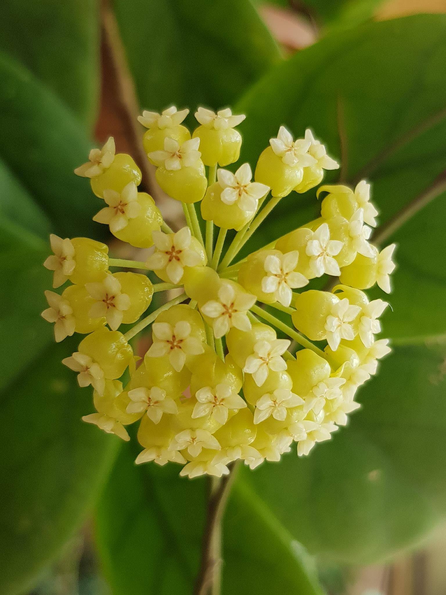 紫霞仙子球兰hoyaviola时令草本花卉