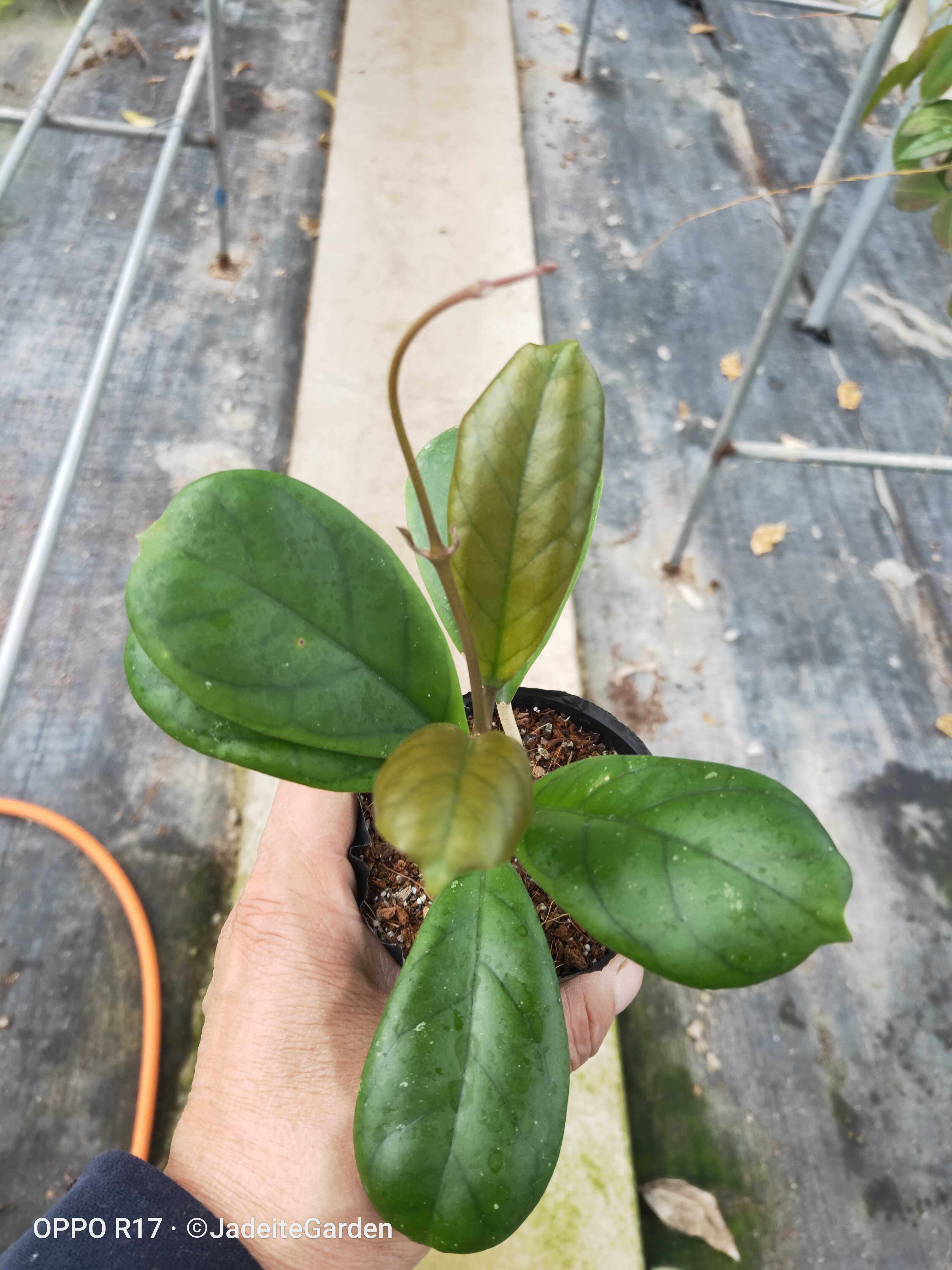 紫霞仙子球兰hoyaviola时令草本花卉