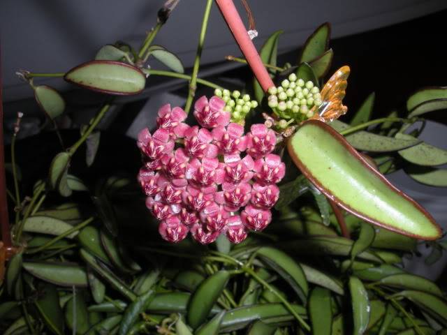 基地直销 威特球兰hoya wayetii 观叶耐阴室内攀爬垂吊植物