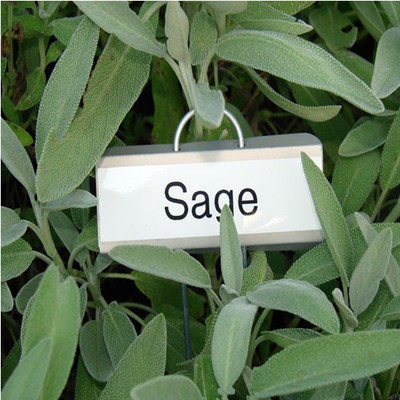 特色香料新鲜鼠尾草sage精品香草100克其它
