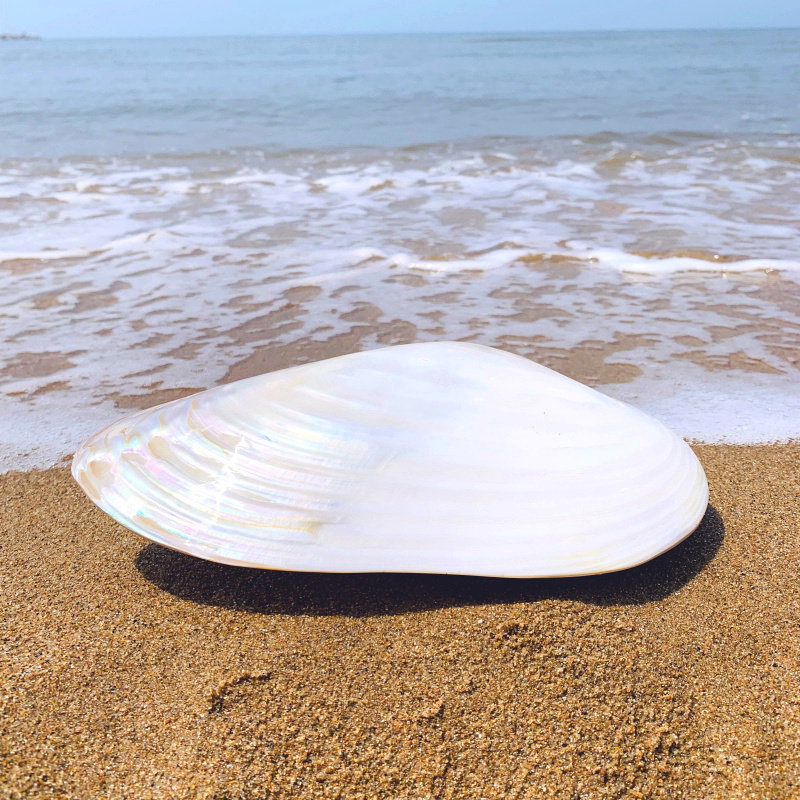 天然海螺贝壳 超大光泽双面珍珠贝蚌壳 地中海家居创意收藏摆件