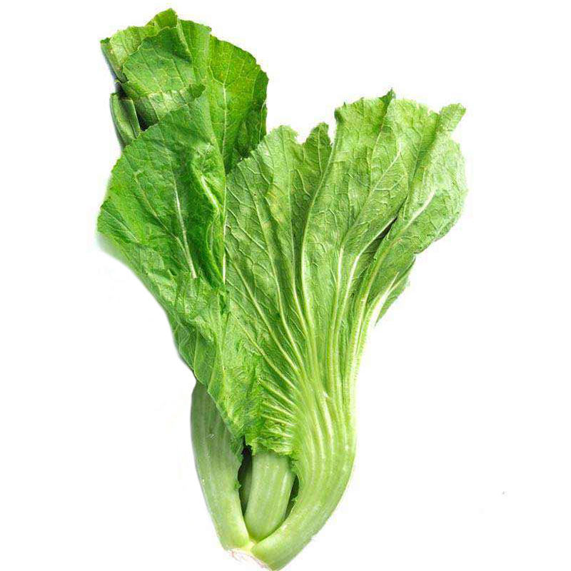 菜种四川芥菜青菜种籽大肉种子菜籽酸菜鱼泡菜家庭园艺种子