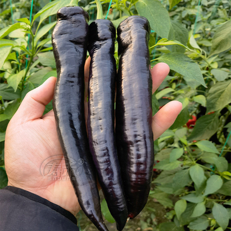 紫妃尖椒种子紫色色彩椒苗辣椒高产抗病牛角家庭园艺种子