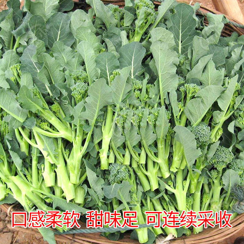 西兰苔种子种籽西兰花种籽苗芥蓝芥兰菜四季菜苔蔬菜孑菜心秧苔菜