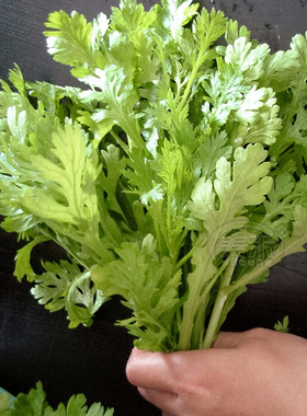 皇帝菜中叶茼蒿青菜种籽筒篙孑菜籽