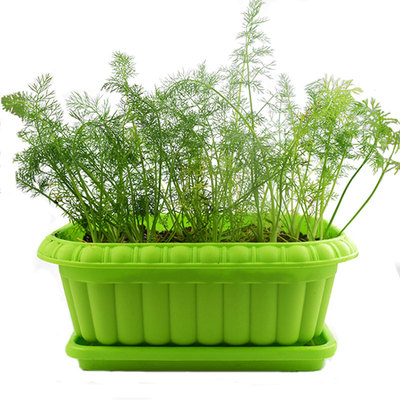 茴香种籽苗孑小茴香菜阳台带根四季菜种盆栽籽种蔬菜菜籽回香家庭园艺